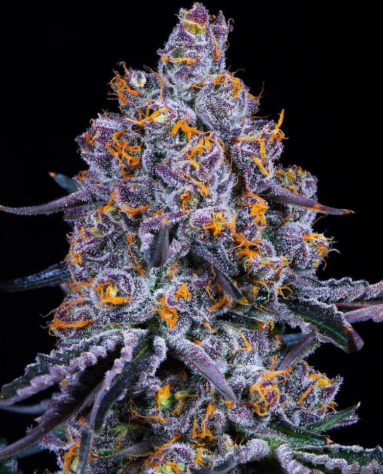 photo_5848102396394322399_y