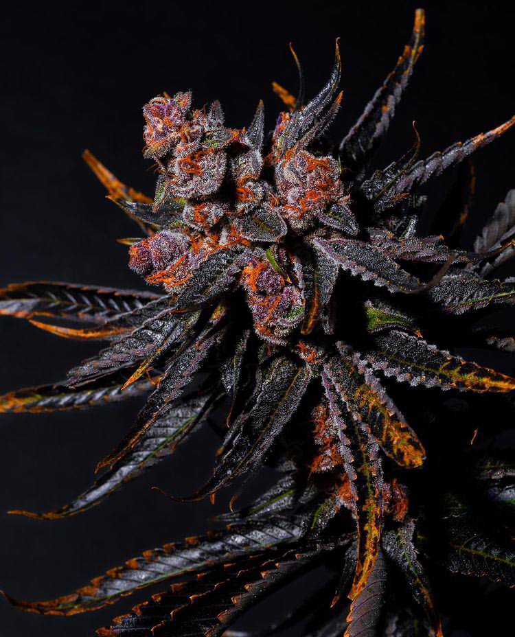 photo_5904254541124188766_y