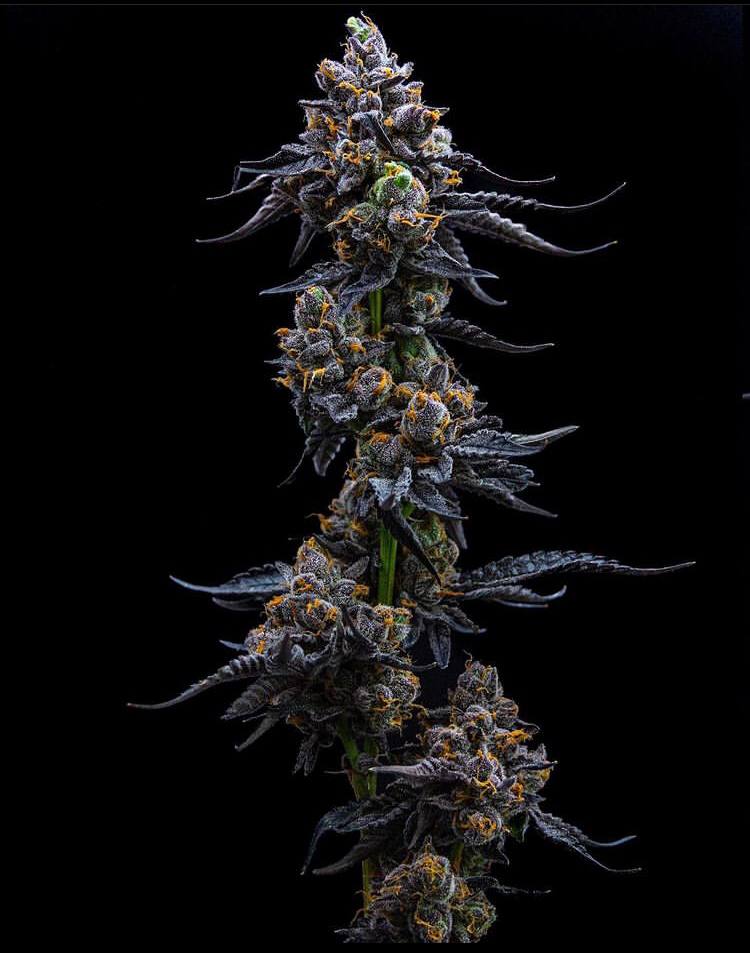 photo_5915532103041268035_y