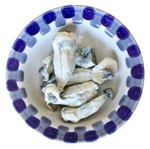 Albino Penis Envy Magic Mushrooms