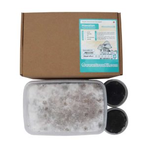 Buy Hawaiian Copelandia Mushroom Grow Kit