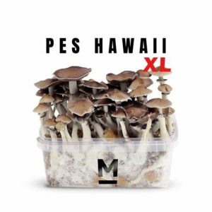 Buy Hawaiian PES Mushroom grow kit
