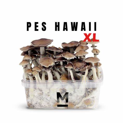 Hawaiian-PES-Magic-Mushroom-Grow-Kit-XL.jpg Buy Hawaiian PES Mushroom grow kit