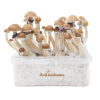 Magic Mushroom Grow Kit Mckenaii