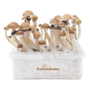 Magic Mushroom Grow Kit Mckenaii