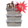 Three magic Mushroom Grow Kits special offer